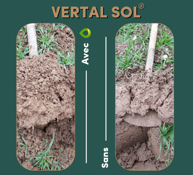 VERTAL-SOL-avec-sans