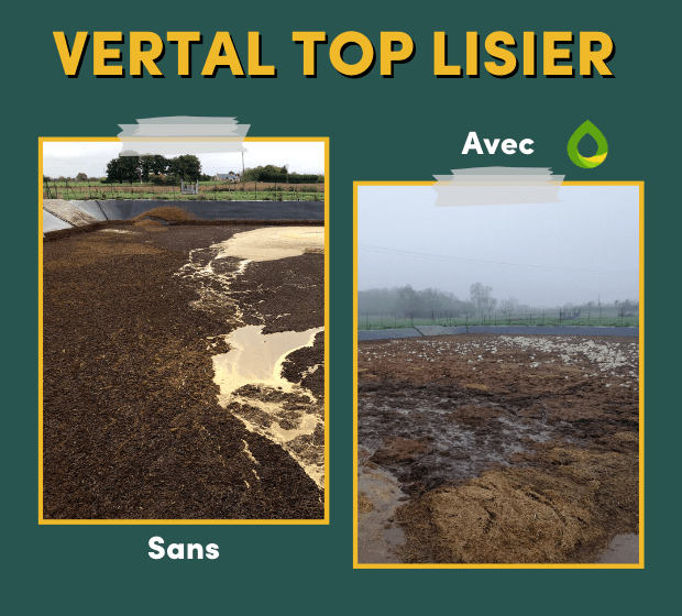 VERTAL TOP LISIER