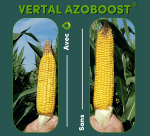 VERTAL AZOBOOST avec et sans