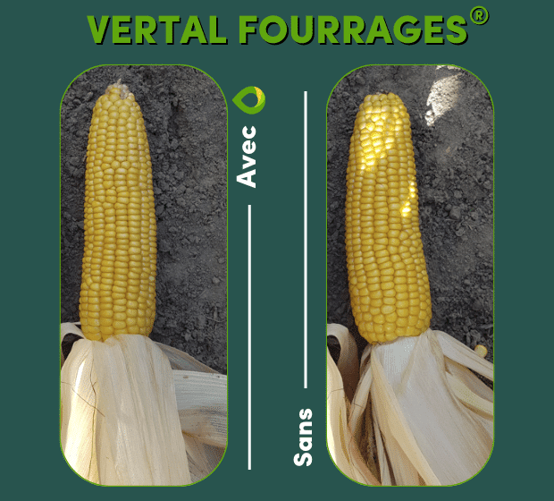 VERTAL-FOURRAGES-résultats-sur-maïs