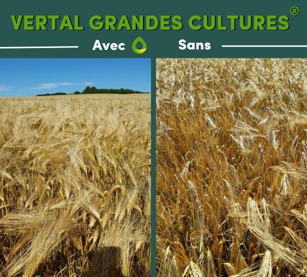 VERTAL-GRANDES-CULTURES-efficacité-preuves