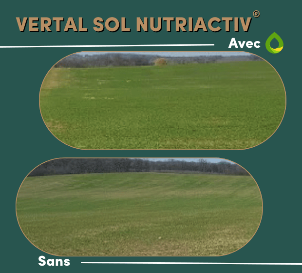 VERTAL SOL NUTRIACTIV avec et sans