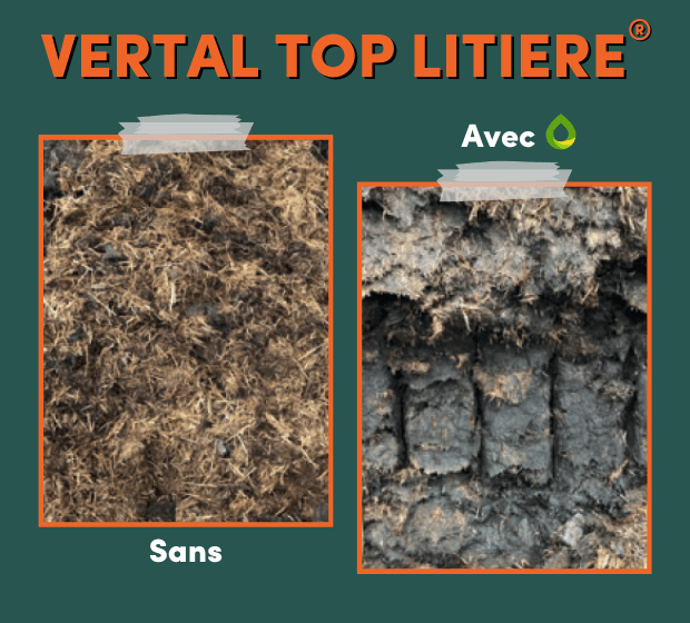 VERTAL-TOP-LITIERE