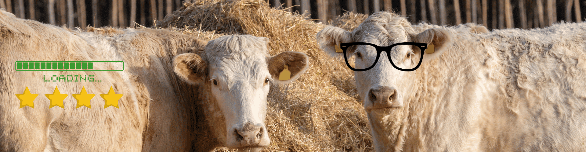 banner-vertal-blog-digestive-efficiency