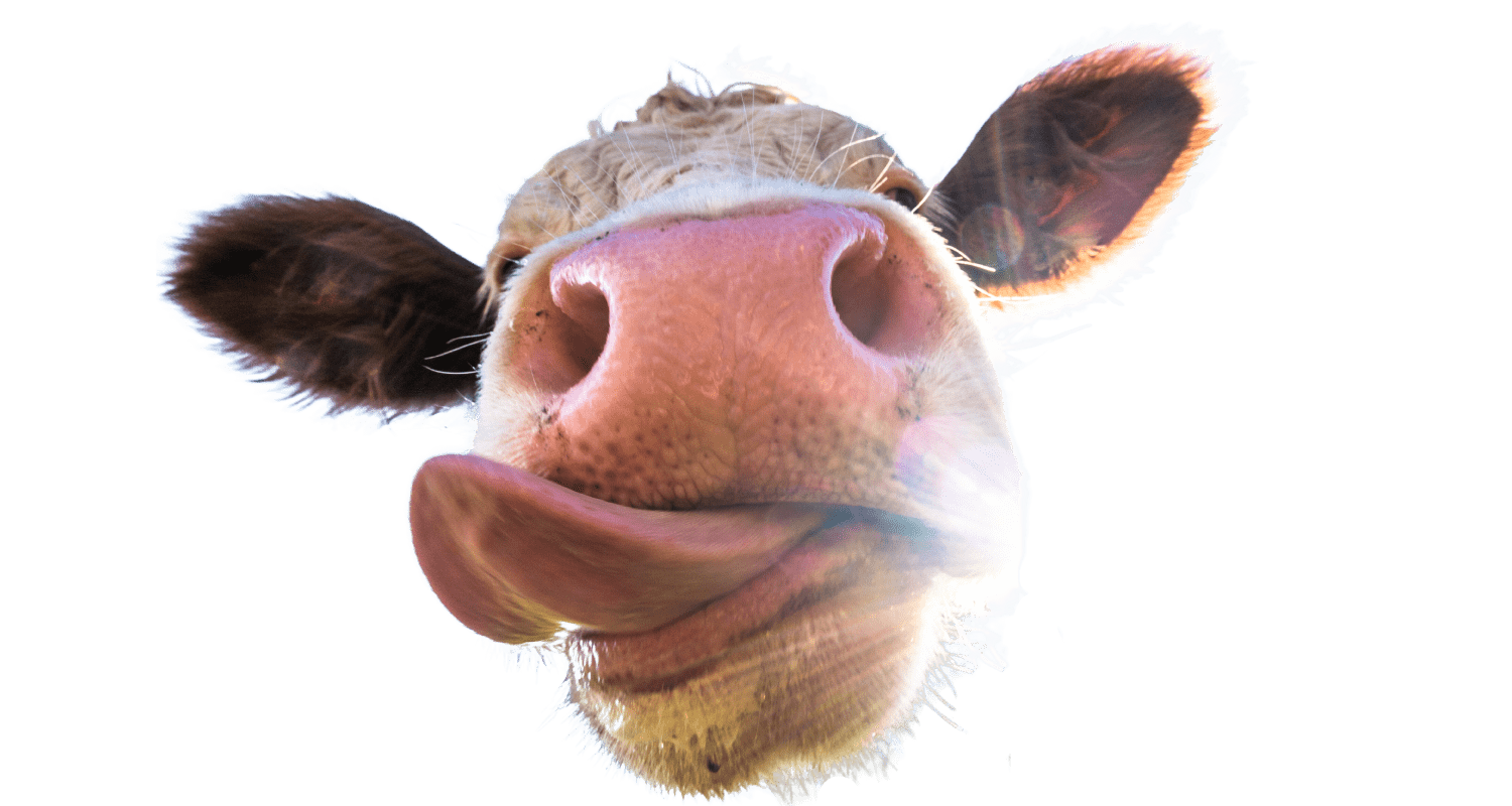 Vache-rumine-appétence-VERTAL