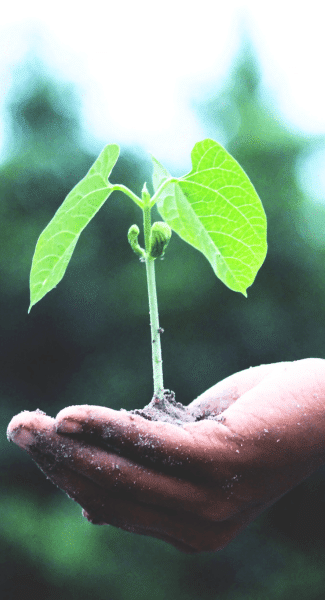 main-enfant-plante-jeune-pousse