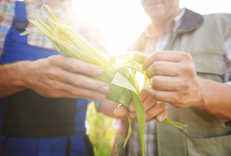 agriculteur-technicien-détaillent-épis-maïs