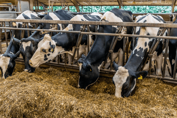 vache-ruminent-ensilage-maïs-transition-alimentaire