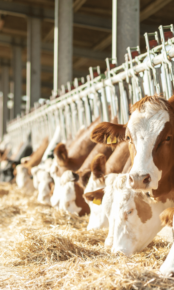 formulaire-vertal-aliment-animal