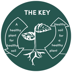 verta-the-key-green-250x250