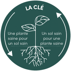 la-cle-vertal-sol-plante-picto