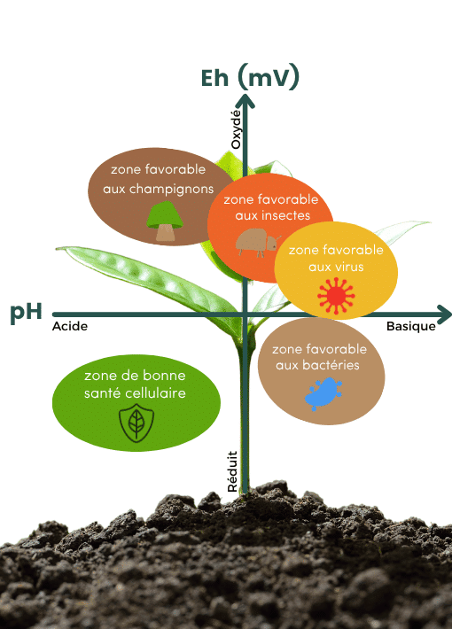 Croix-couple-ph-redox-sol-cultures-vertal